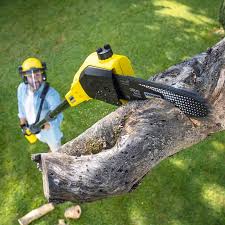 Lawn Pest Prevention in New Bern, NC