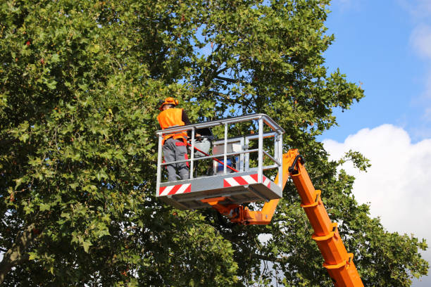 Professional  Tree Services in New Bern, NC