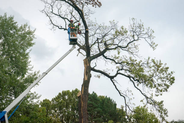 How Our Tree Care Process Works  in  New Bern, NC